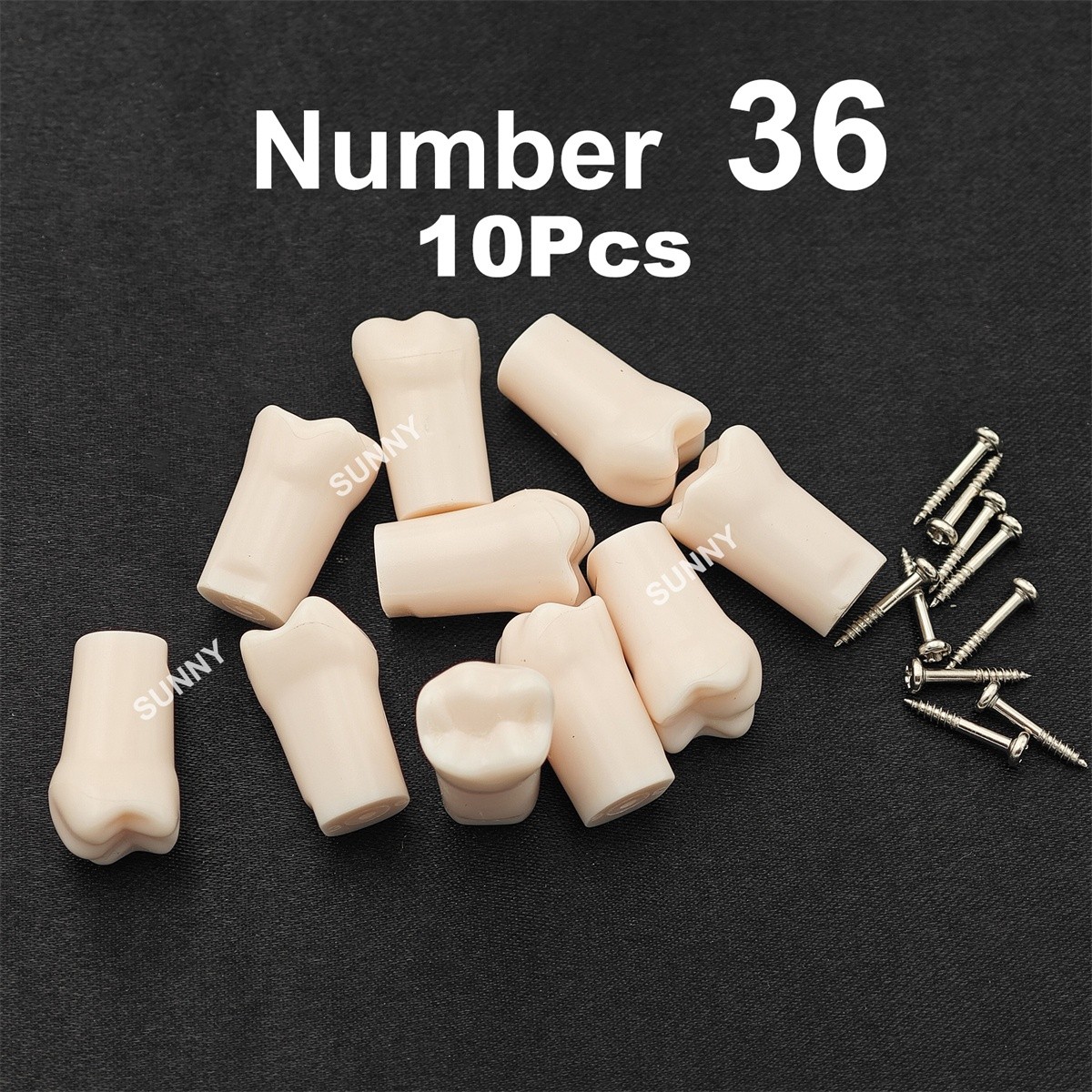 Dental Typodont Replacement Screw-in Teeth Model fit Kilgore NISSIN 200/500 Type