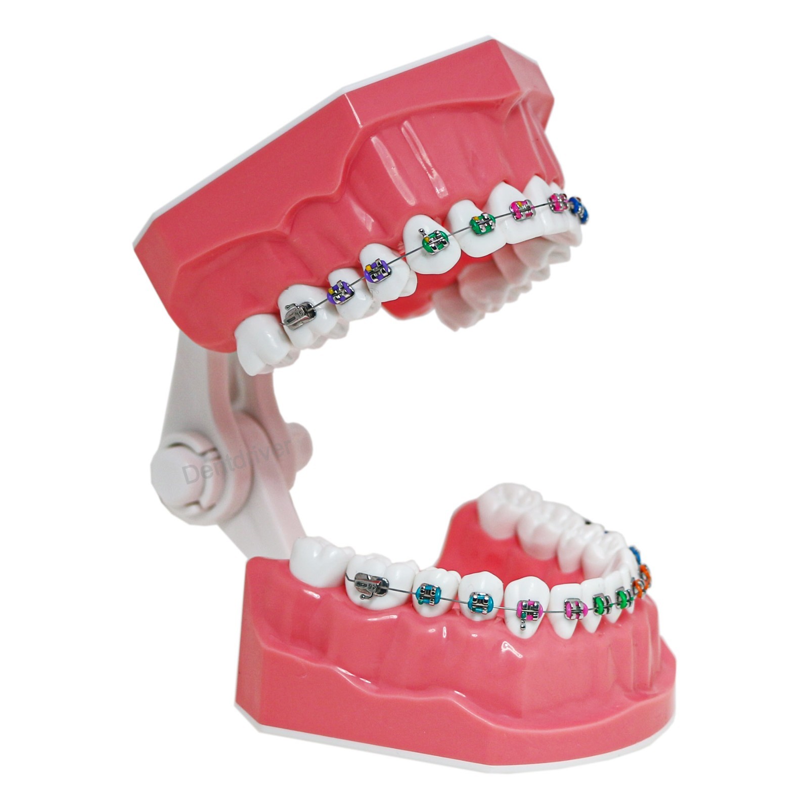 US Orthodontic Typodont 1:1 Teeth Model M7010-2 Fixed Brackets Braces Teaching