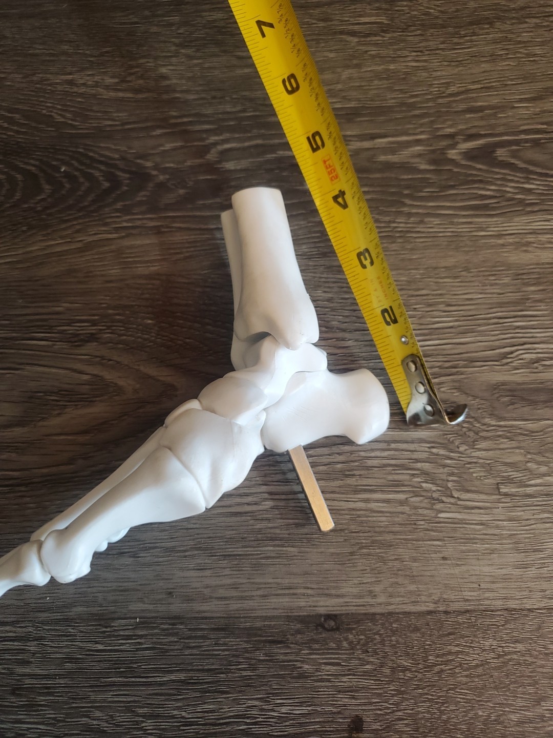 Human Foot Spine Skeleton Model, Life Size Medical Anatomy Foot and Ankle