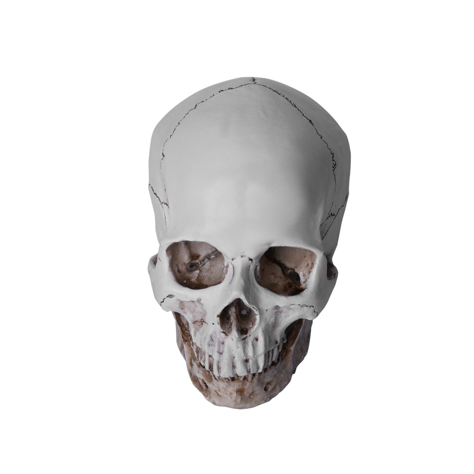 1:1 Resin Replica Life Human Anatomy Skull Collectable Bar Decoration Teaching