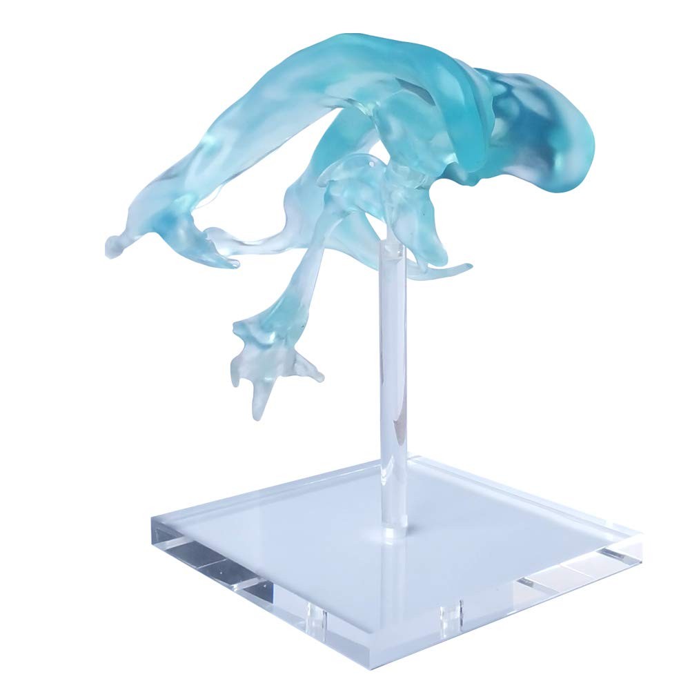 EVOTECH SCIENTIFIC Human Brain Ventricles Model for Medical Transparent