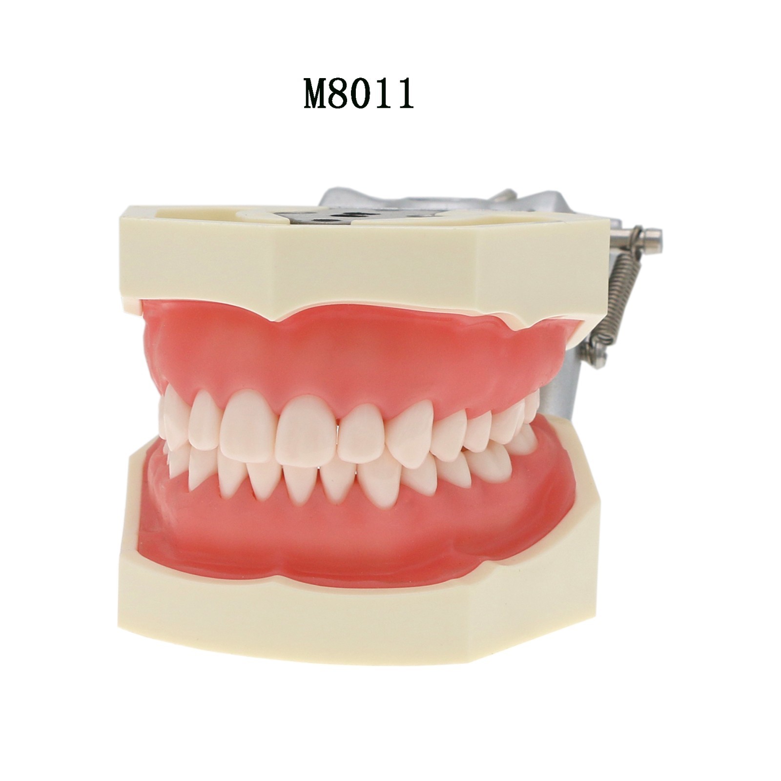 US Dental Typodont Teeth Models fit Kilgore NISSIN 200/500 Type & Columbia 860