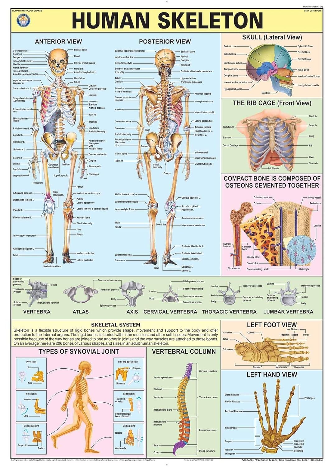Teachingnest and Human Skeleton Physiology wall Charts (made in India)