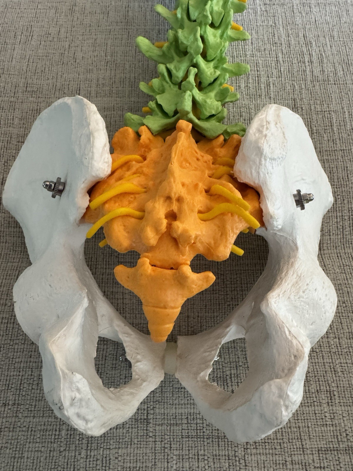 Life Size Human Spine Pelvis Skull Anatomical Model Medical Teaching 35 Inch