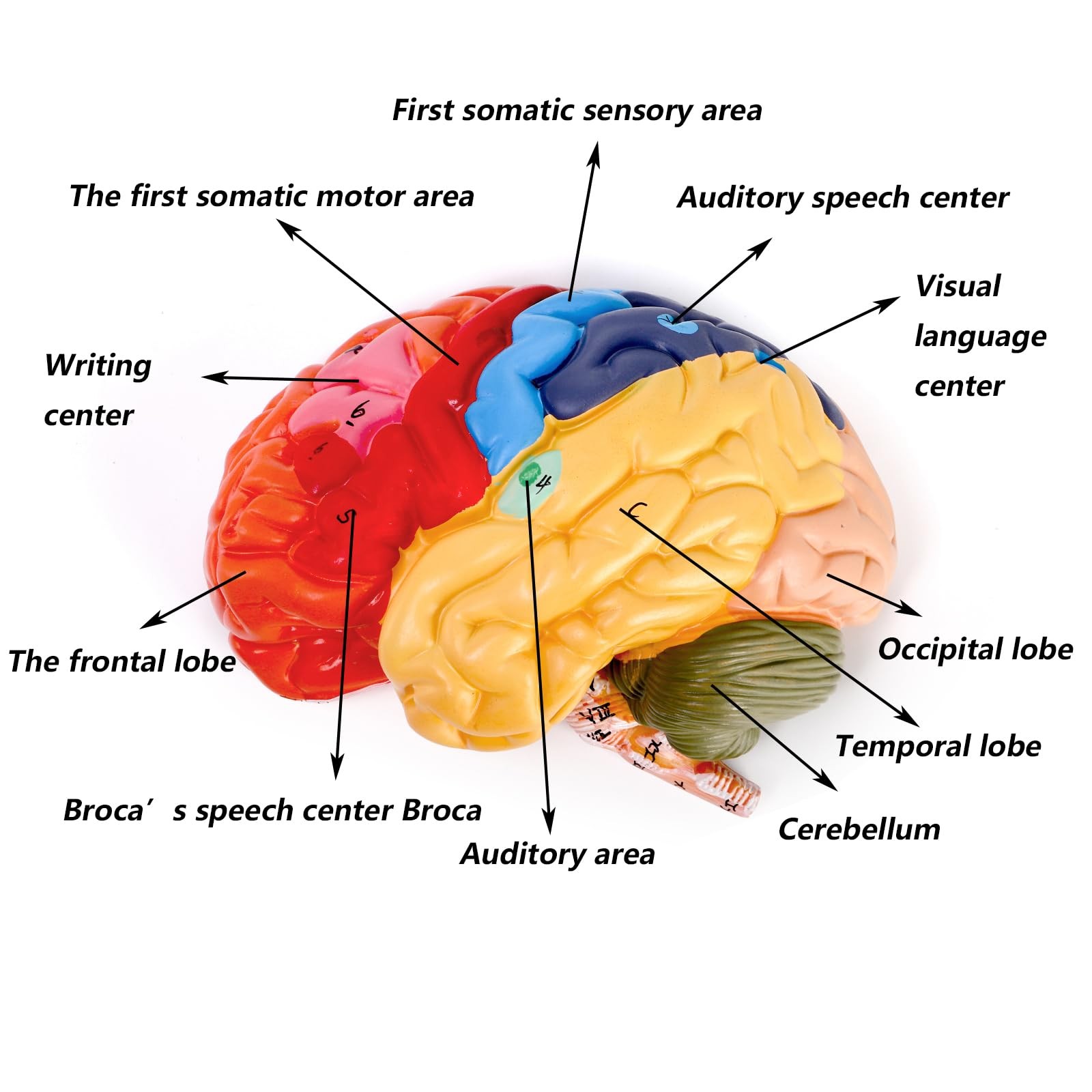 ZENFUN Life-Size Human Brain Anatomical 8*6.7*5.9 inches, Red, Blue, Yellow,