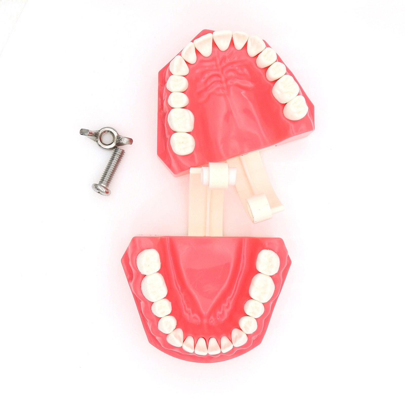 US Dental Teach Typodont Demonstration Teeth Model for Patient Study M7010-1/2