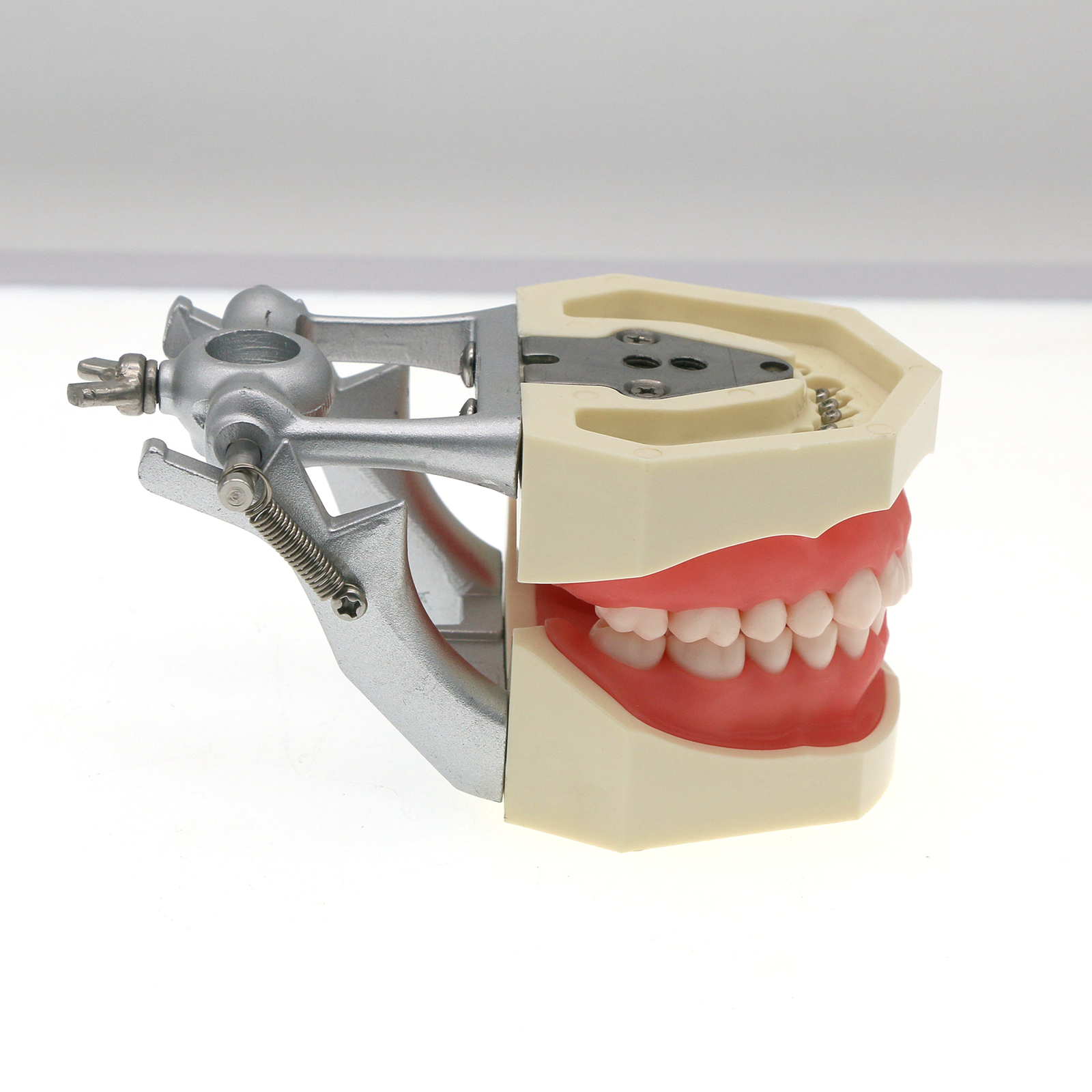 Dental Screw-in Teeth Typodont Model Kilgore NISSIN 200/500 Type With Removable