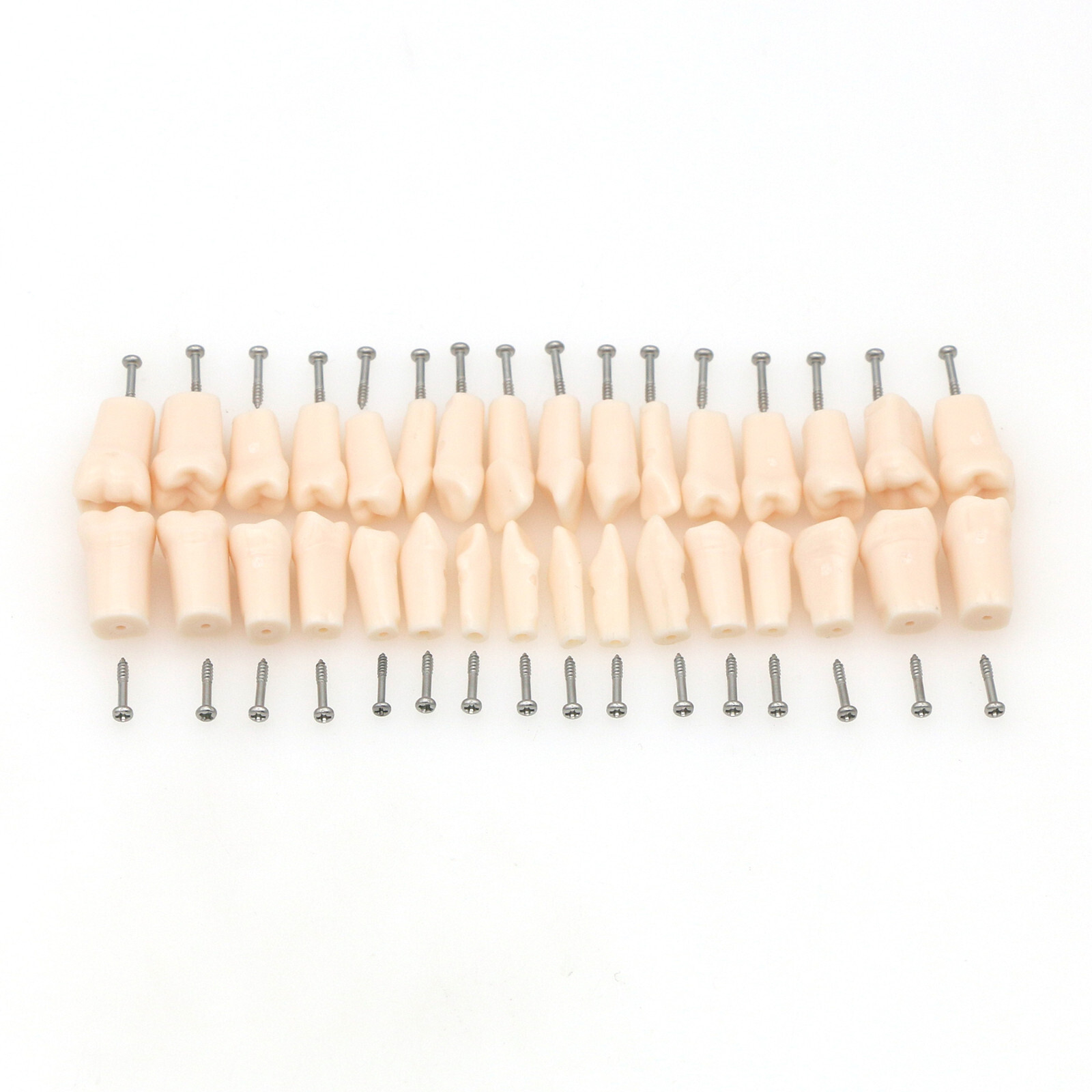 Kilgore NISSIN 200 Type Dental Typodont Model M8012 32Pcs Removable Teeth