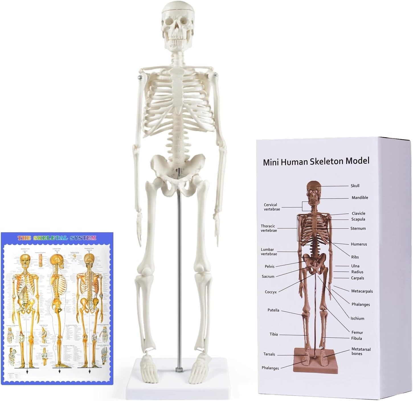 Educational 17 Inch Skeleton Model with Articulated Arms and Legs for Classrooms