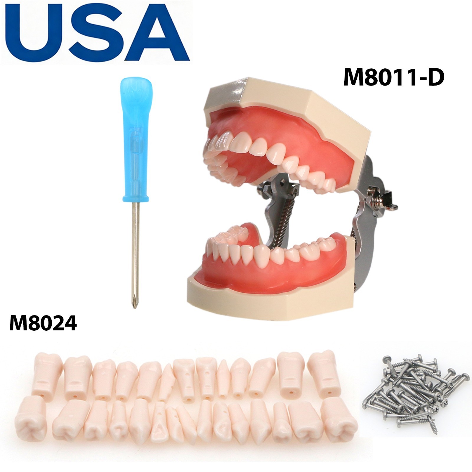 US Dental Typodont Teeth Model Mounting Pole Fit Columbia Kilgore Nissin Frasaco