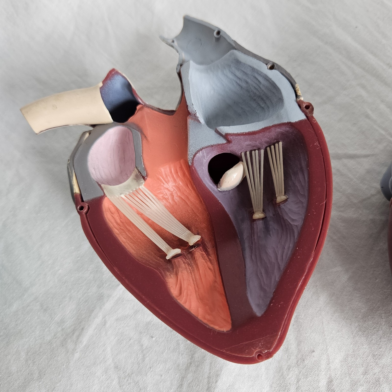Vintage Medical Anatomical Heart Merck 1959