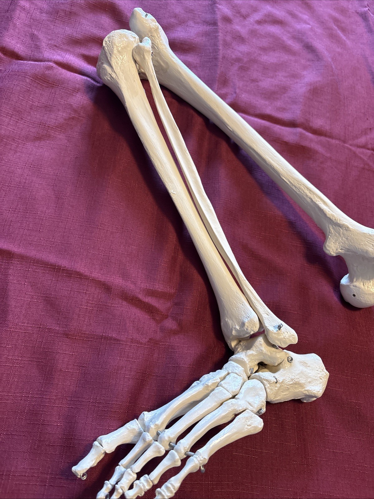 Human Leg And Foot Skeleton, Resin Model Bones