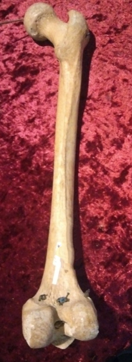 Life-Size Human Femur Bone Replica 1:1 Scale Anatomically Accurate Medical Model