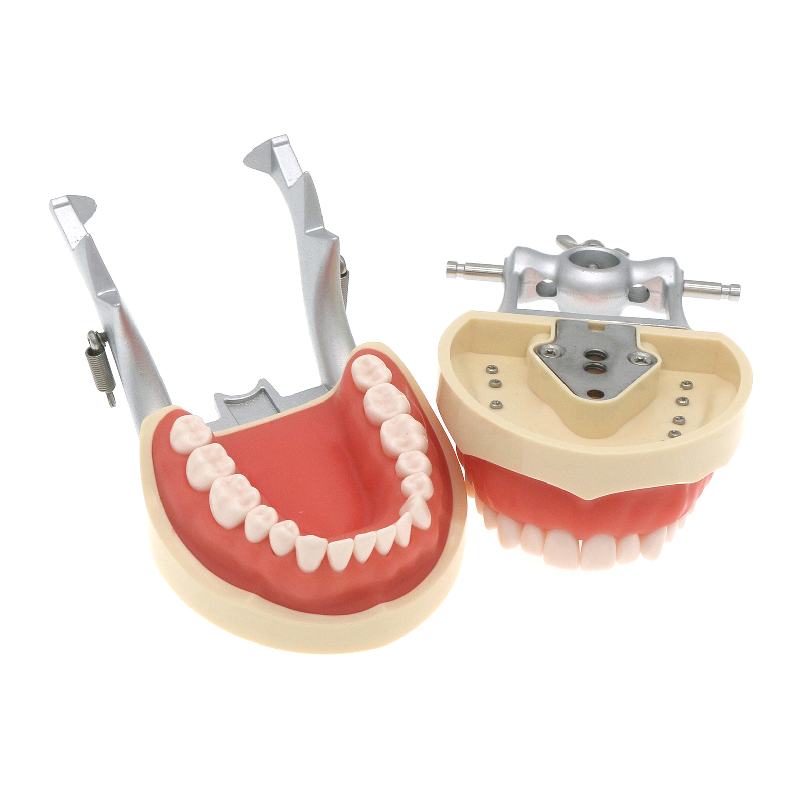 US Dental Typodont Model With Removable Teeth fit Kilgore NISSIN 200 Type M8012