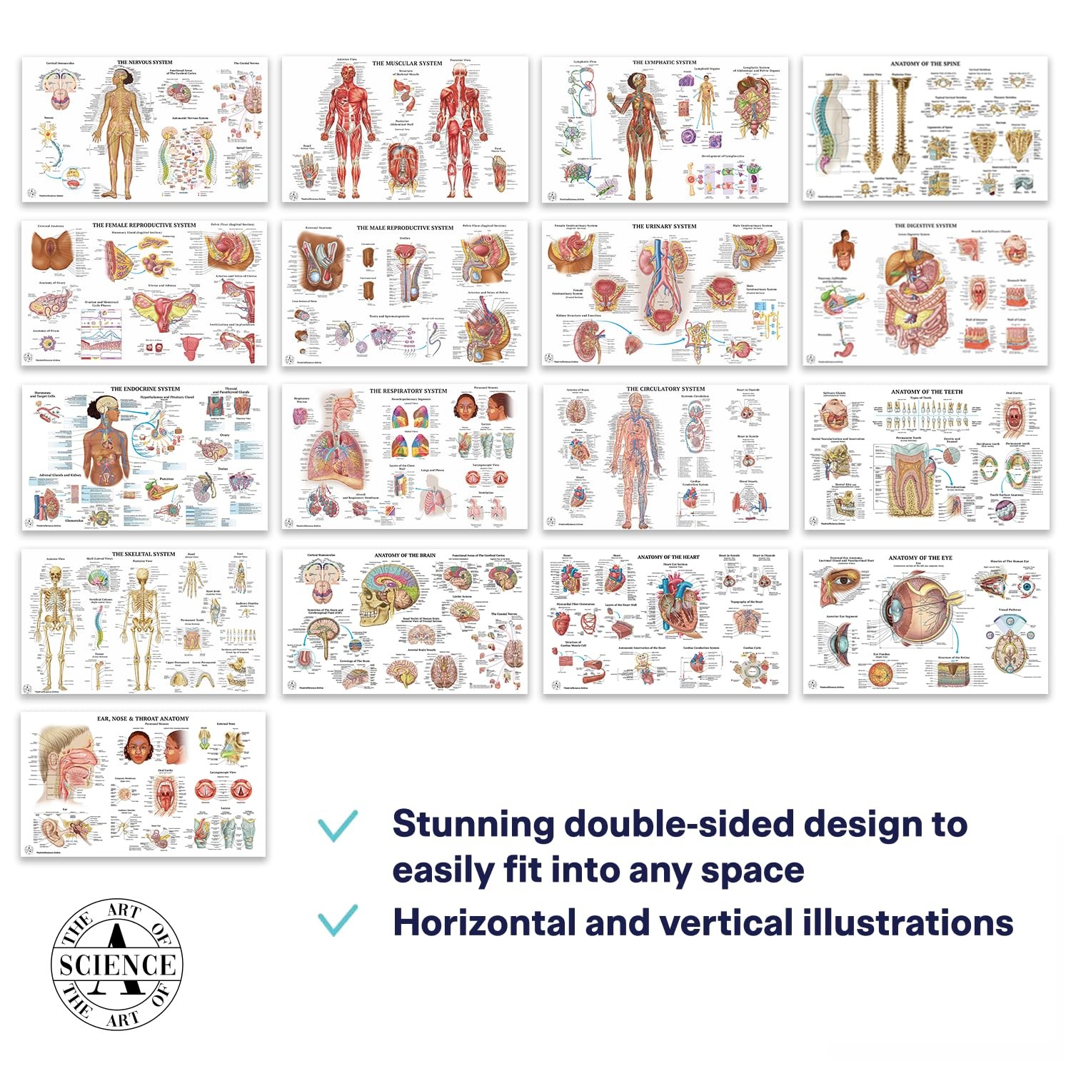 17 Human Anatomy Posters for Classroom & Office – 18×30 Medical Charts