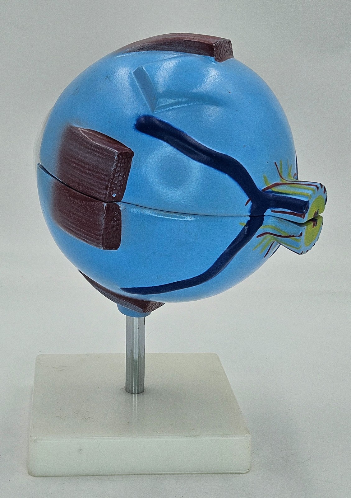 Eyeball Medical Teaching Model Multiple Pieces on Stand Anatomical