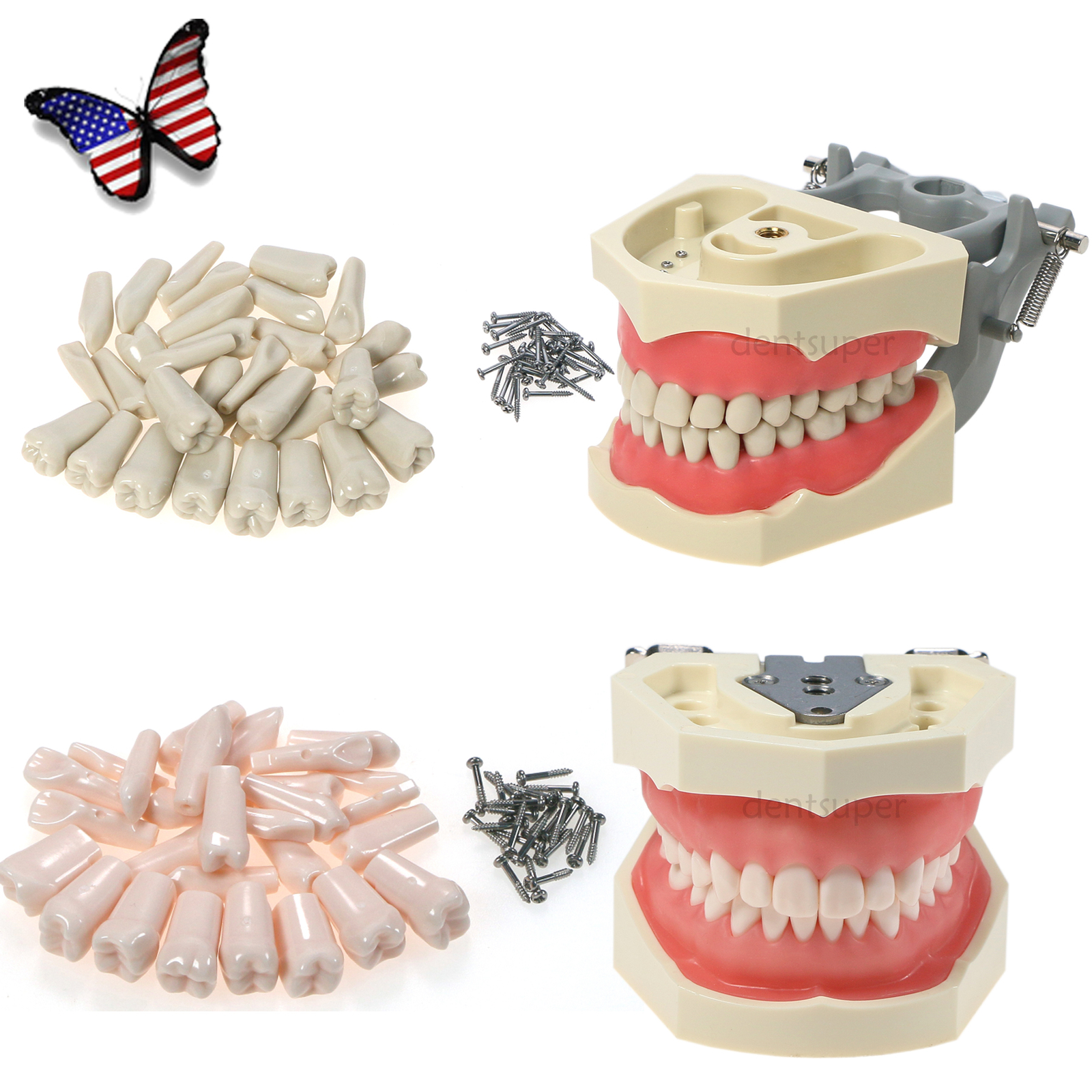 32pcs Removable Dental Typodont Columbia 860 Type Teeth Exam Restorative Model