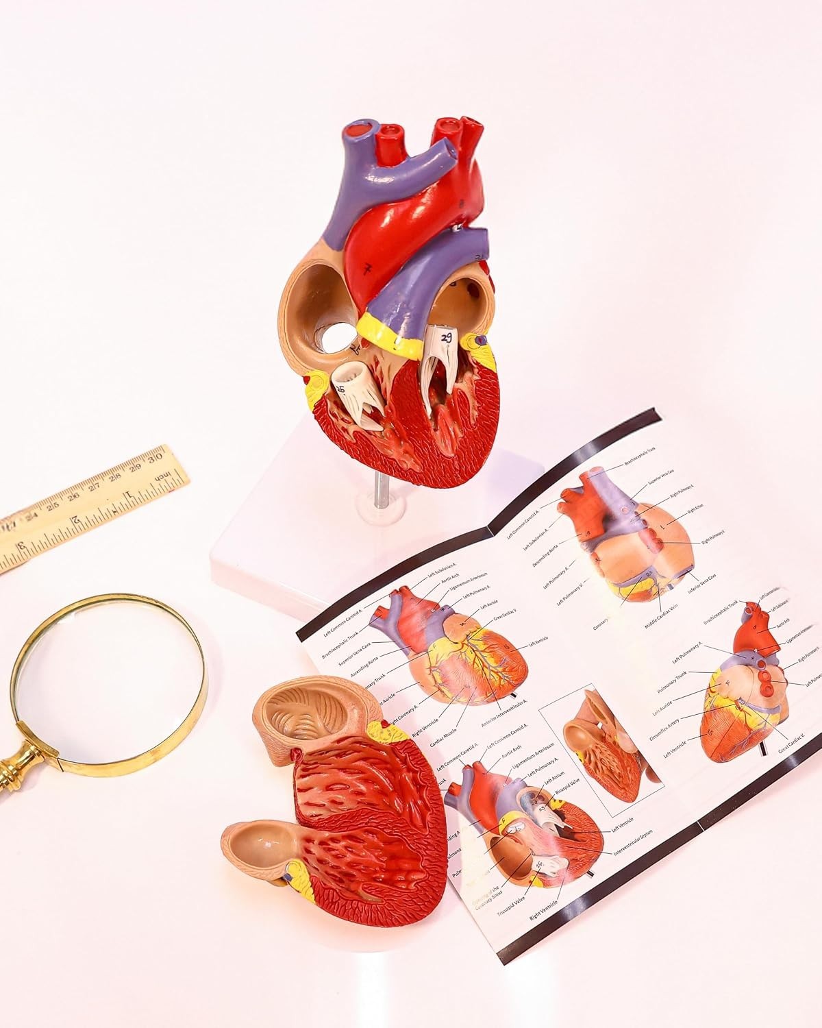 Professional Medical Heart Model with Study Guide