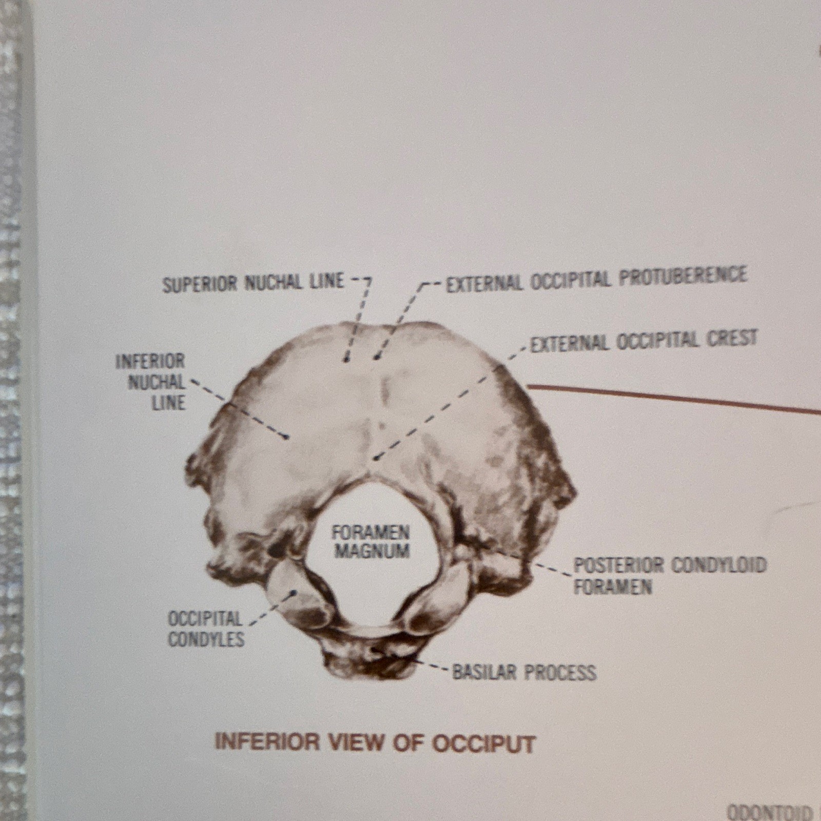 Anatomical Chart Co. The Vertebral Column Anatomical Chart Orthopedics 1980