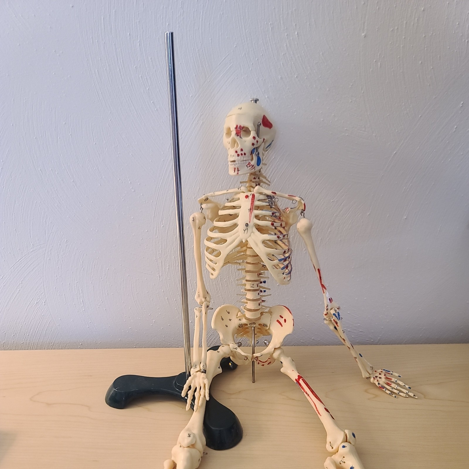 VINTAGE MEDICAL MODEL 27″ SKELETON ON METAL STAND
