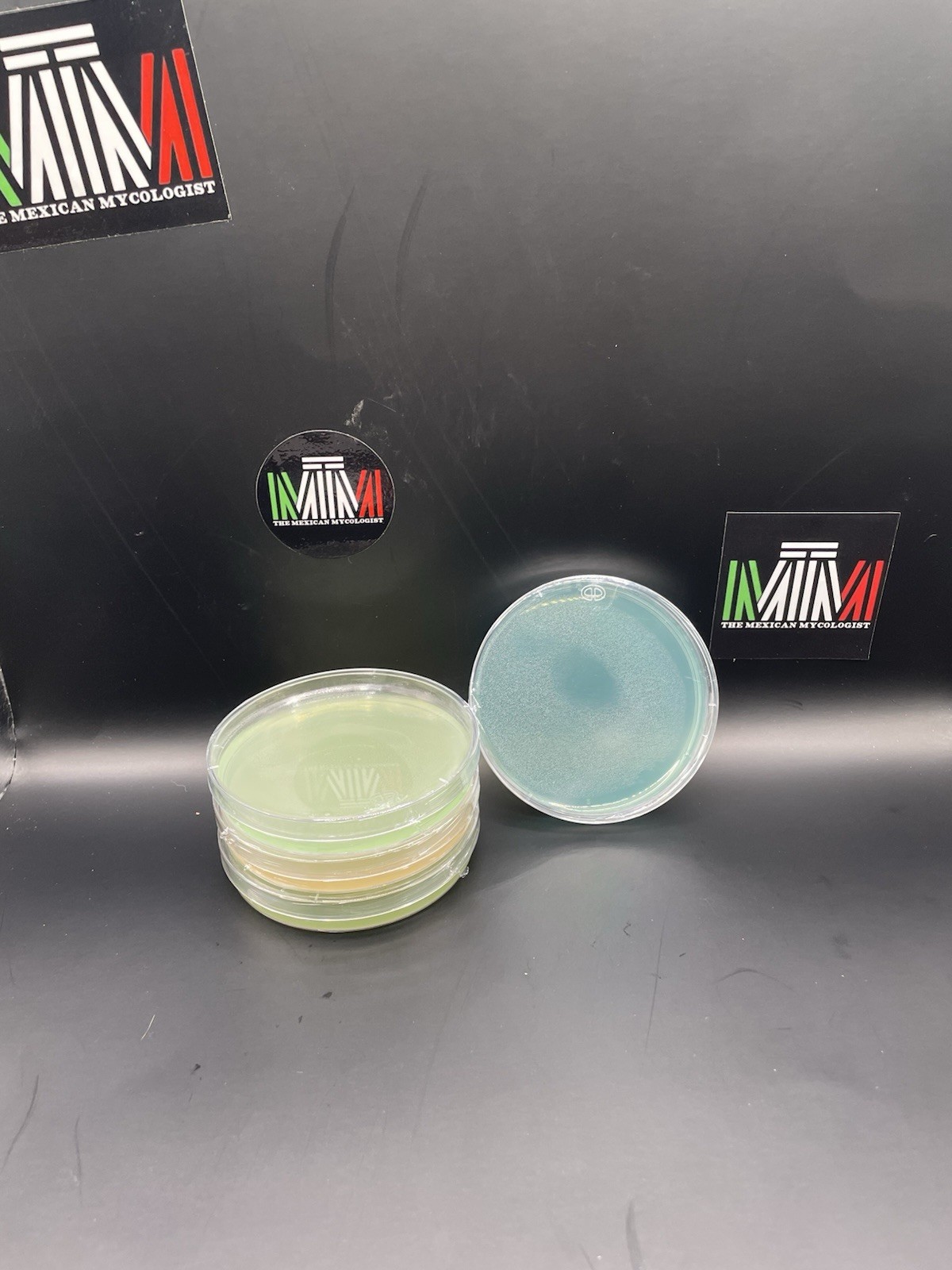 Set of 4 Petri Dishes with Culture Media for Biological Laboratory Mycology