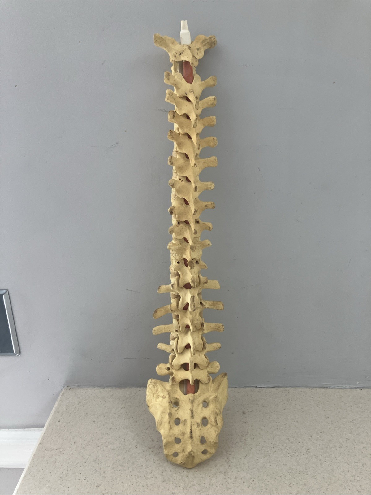 Spinal cord model with pelvic bone – Approx. 24”