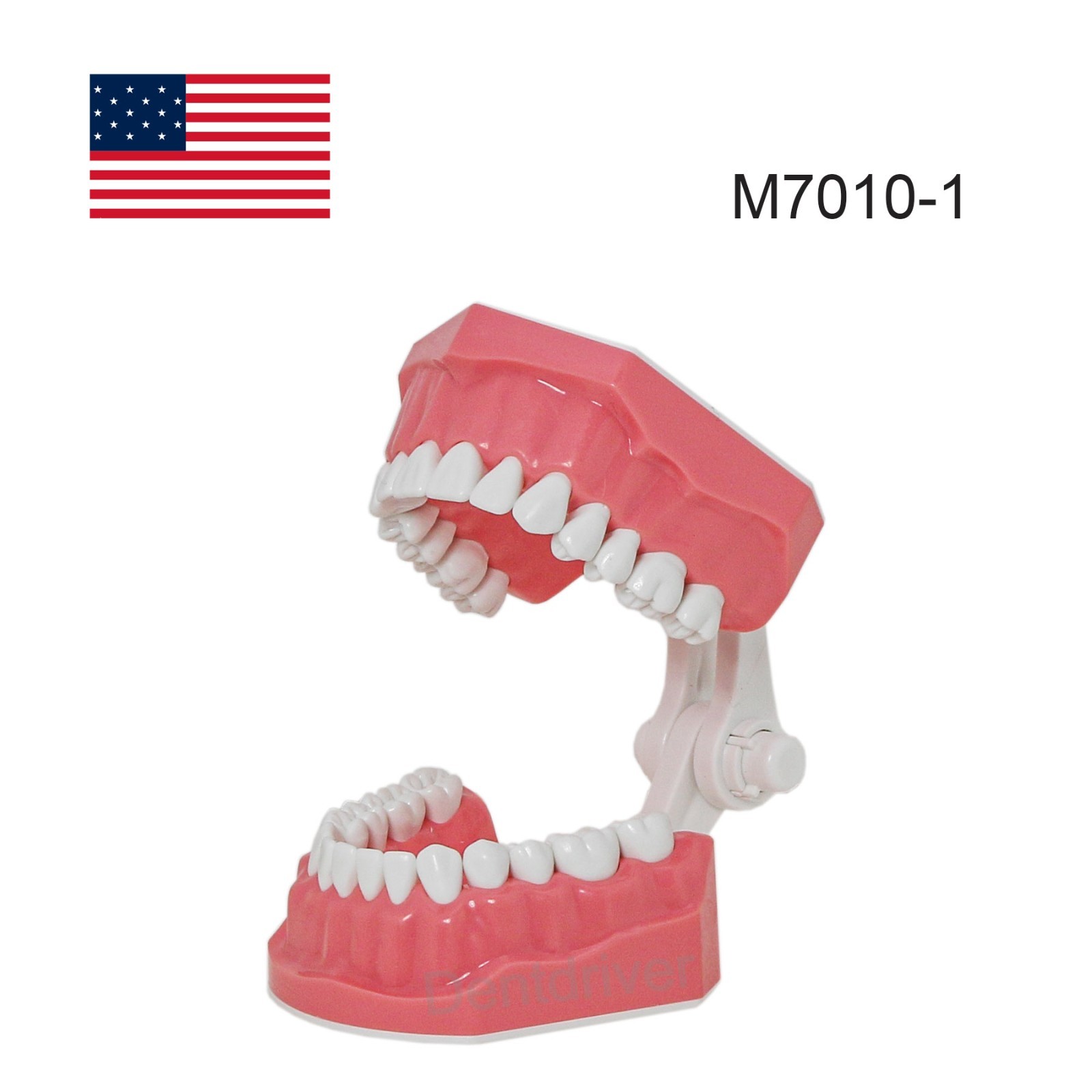 US 1:1 Typodont Teeth Model M7010-1 for Brushing Flossing Practice Teaching