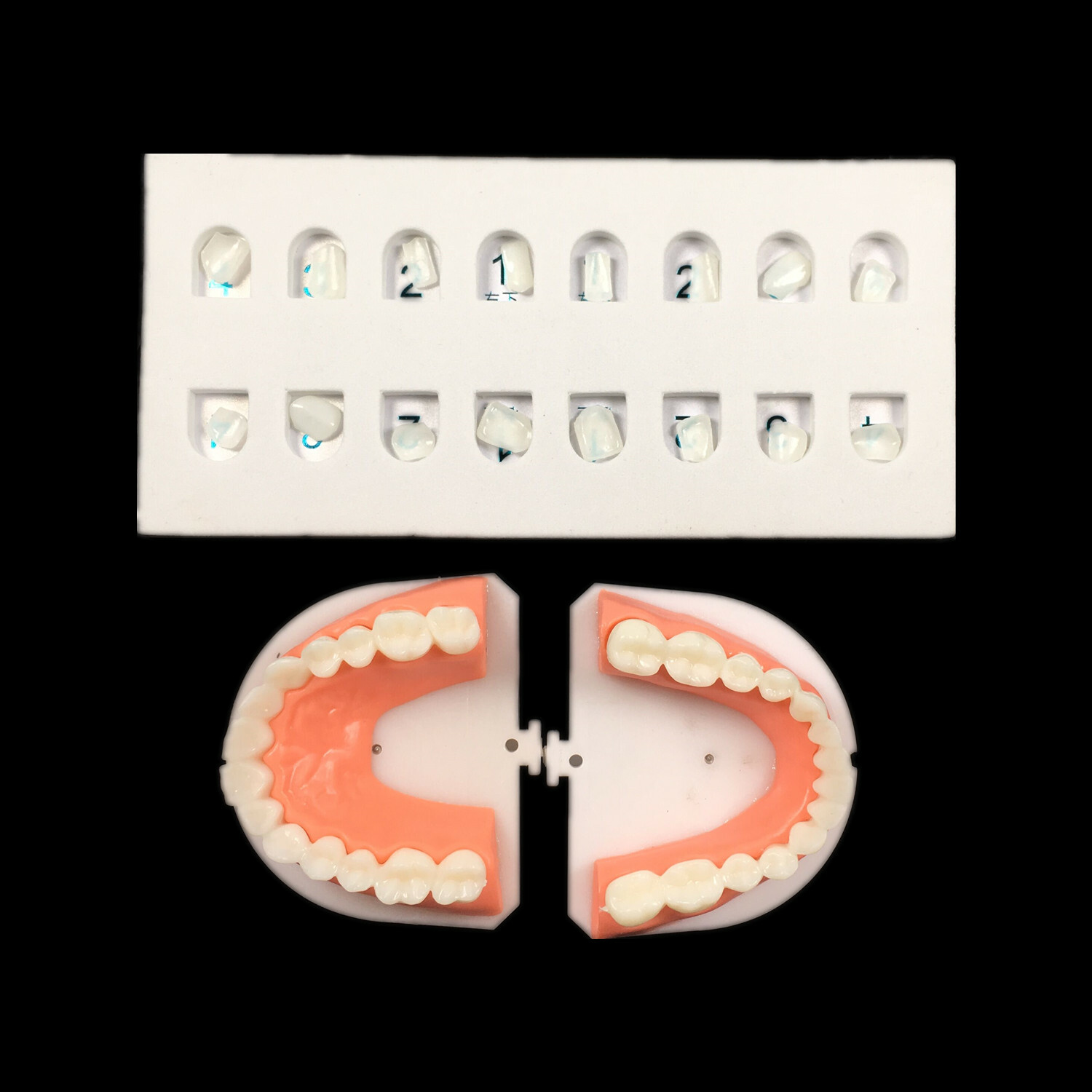 Dental Composite Veneer Template Front Teeth Practise Model Dentist Teaching