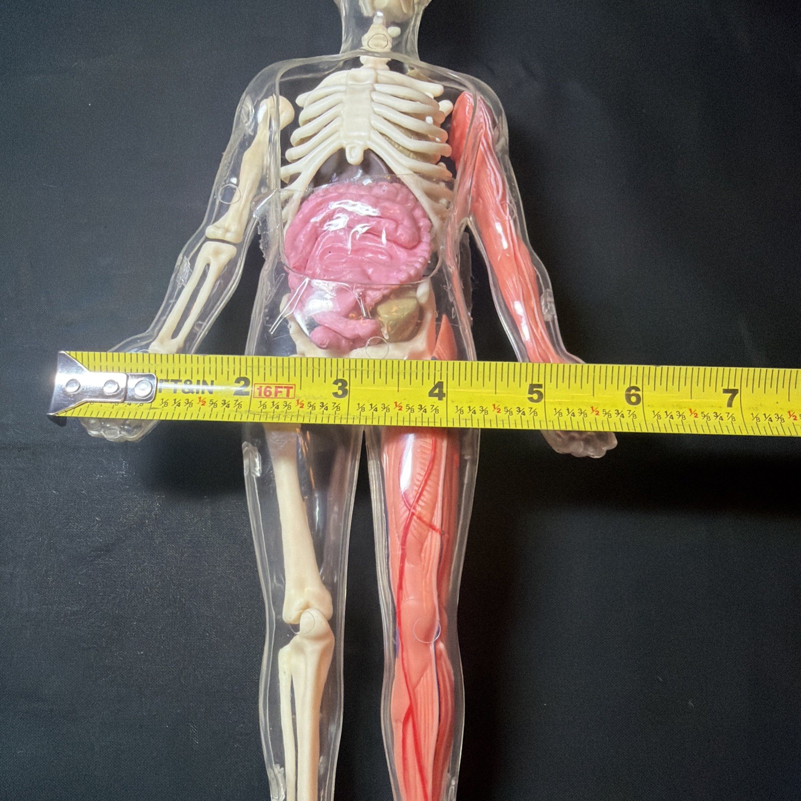 Vintage Human Body Model Anatomy Heart Brain Skeleton Muscles Lungs Student 13″