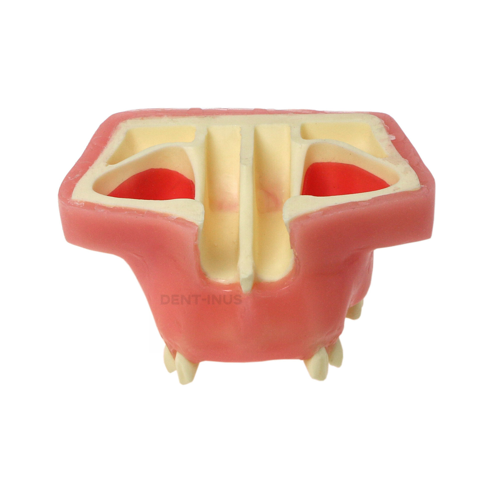 Dental Maxillary Teeth Model Sinus Lift Implant Practice Study Teach Demo Model
