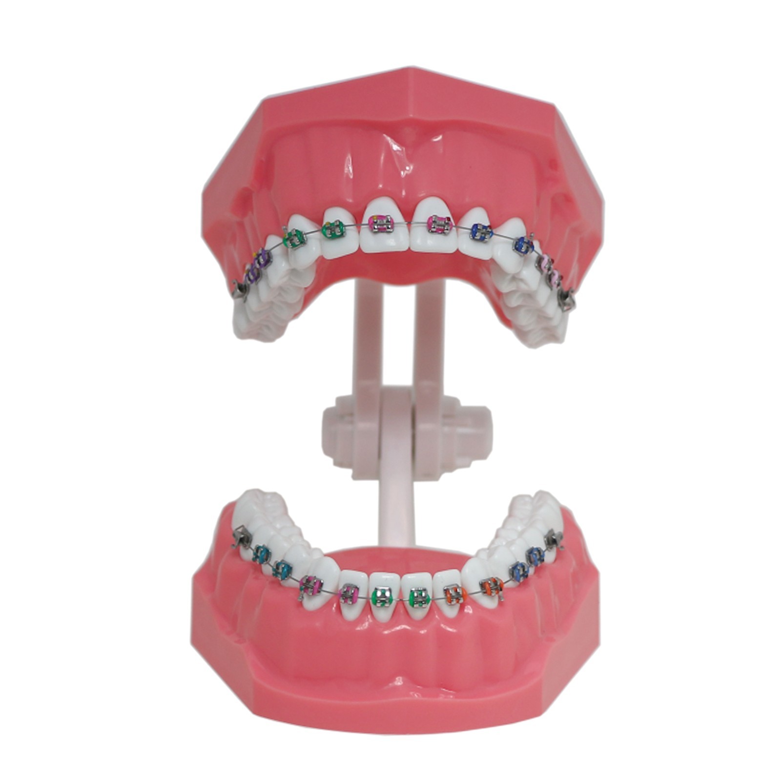 Dental Typodont Orthodontic 1:1 Teeth Model with Metal Brackets Braces M7010-2