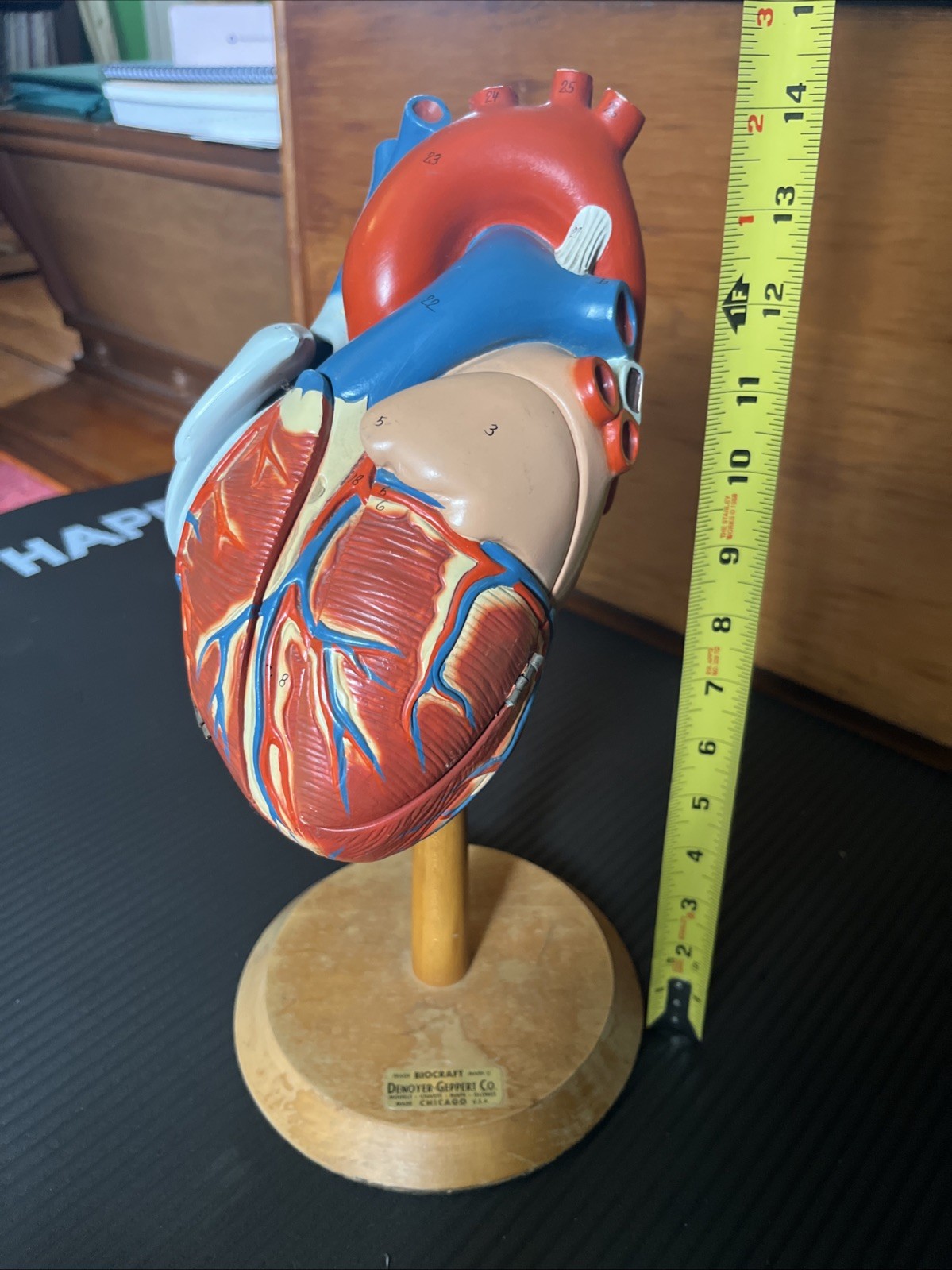 Vintage 14″ Heart Model – Biocraft Denoyer-Geppert – 3 Hinged Compartments READ