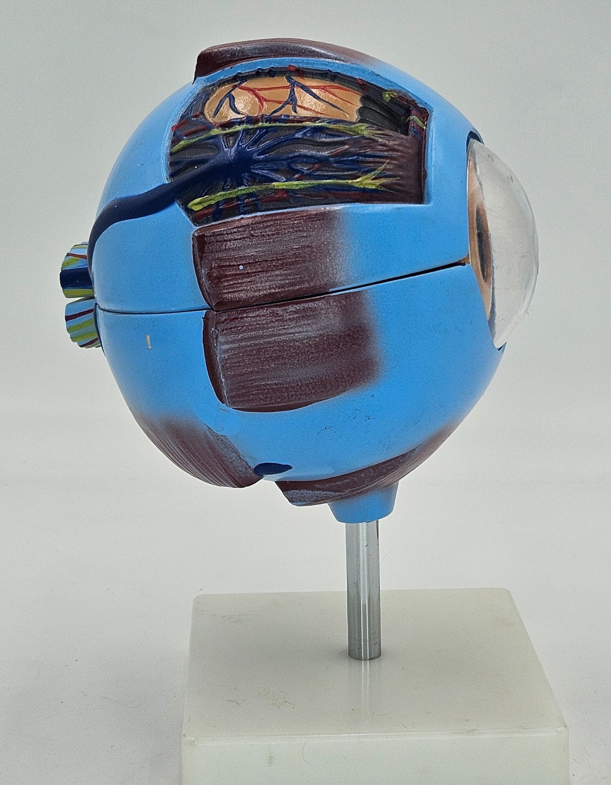Eyeball Medical Teaching Model Multiple Pieces on Stand Anatomical