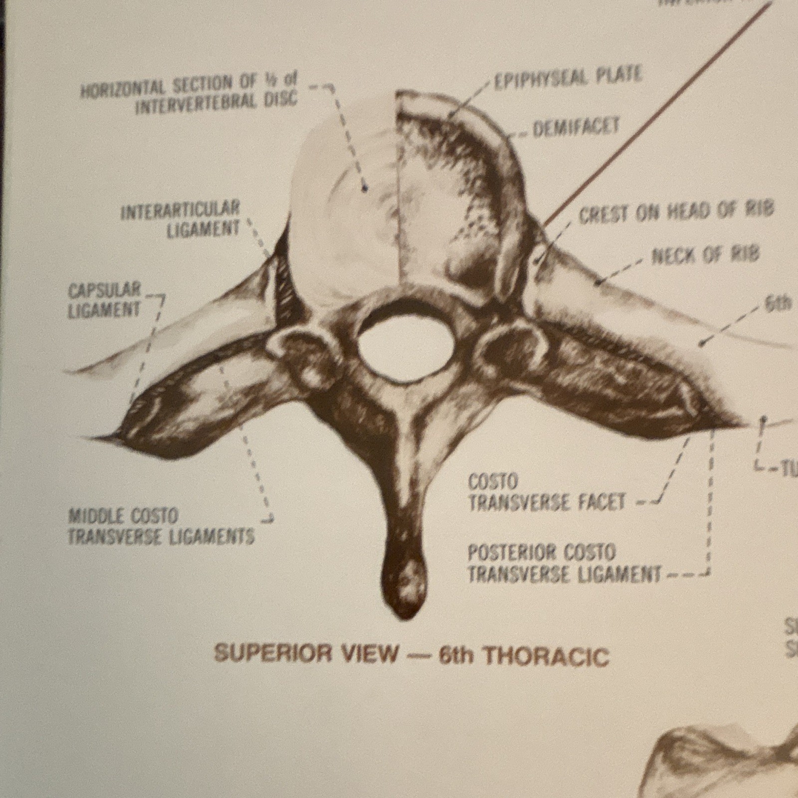 Anatomical Chart Co. The Vertebral Column Anatomical Chart Orthopedics 1980