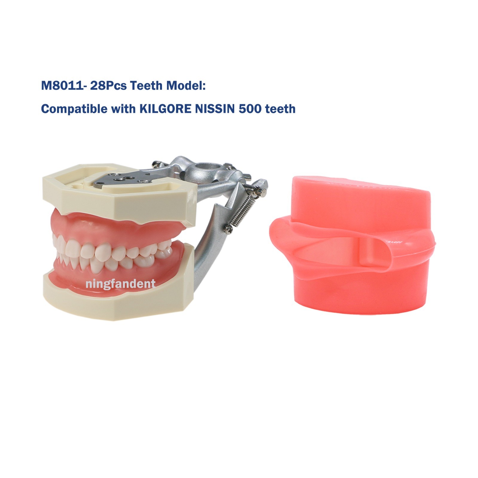 US Kilgore nissin 500 Dental 28 Teeth Model Replace Teeth typodont mounting pole