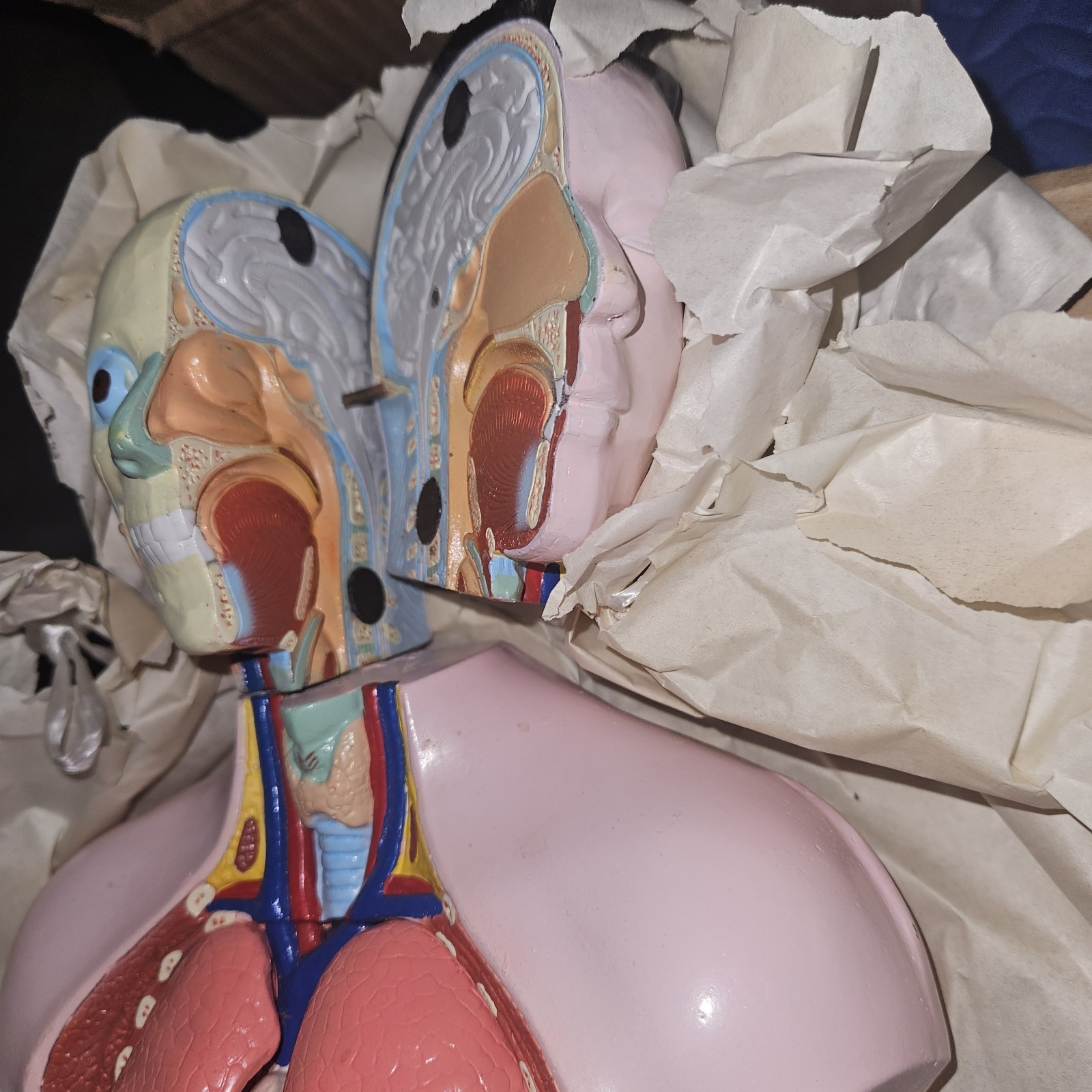 3-D Human MALE Anatomical Model Latge 42cm Doctor’s Office Teaching Anatomy Doll