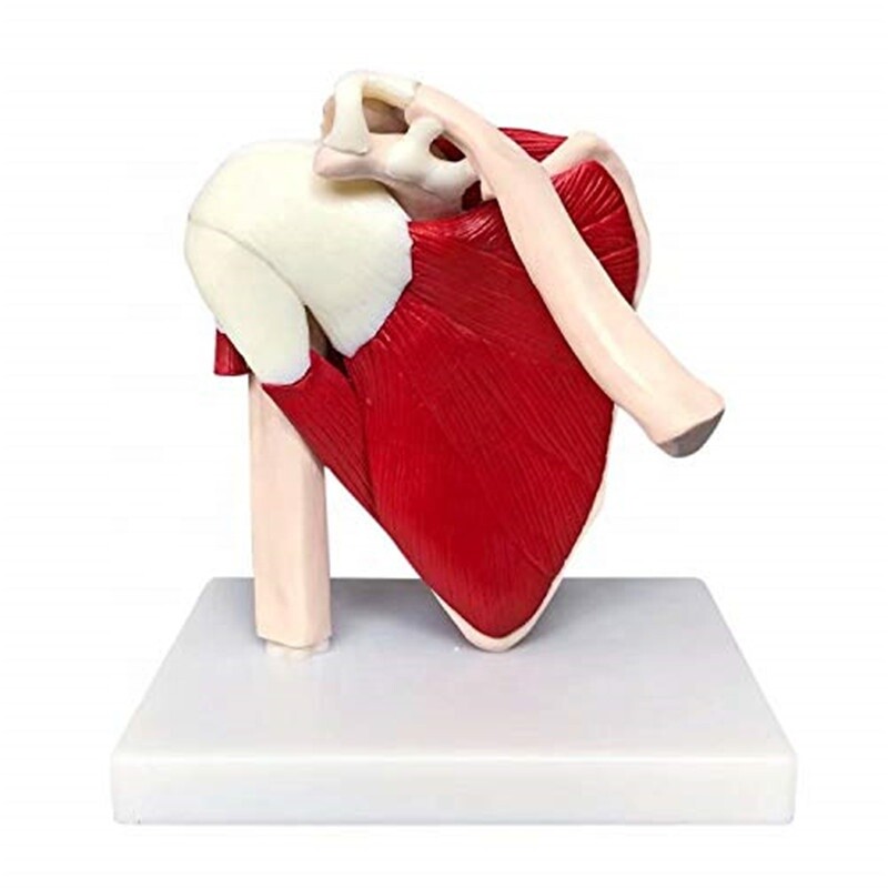 Human Shoulder Joint Ligament Muscled Skeleton Anatomical Model For Teaching US