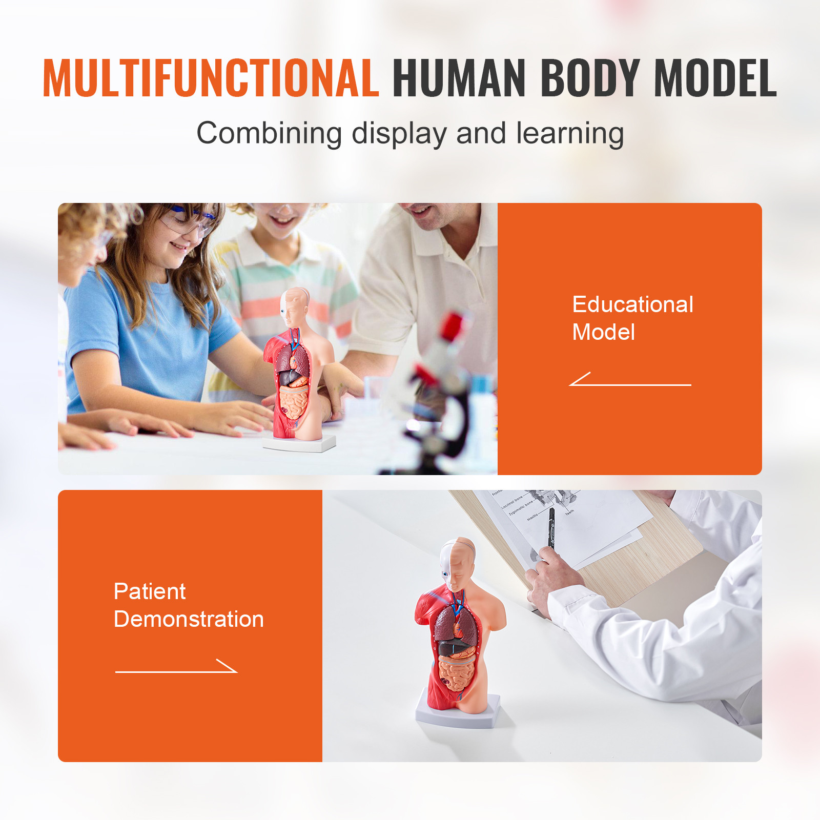 VEVOR Anatomical Human Torso Body Model Anatomy Internal Organ 11″ 15 Parts