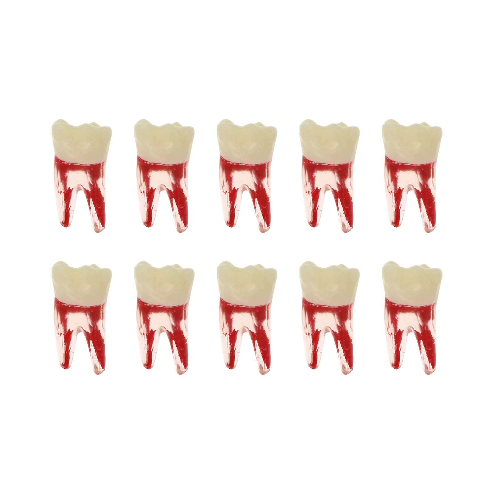 10Pcs Dental Root Canal Practice Model RCT Practice Endo Teeth Model Pulp Study