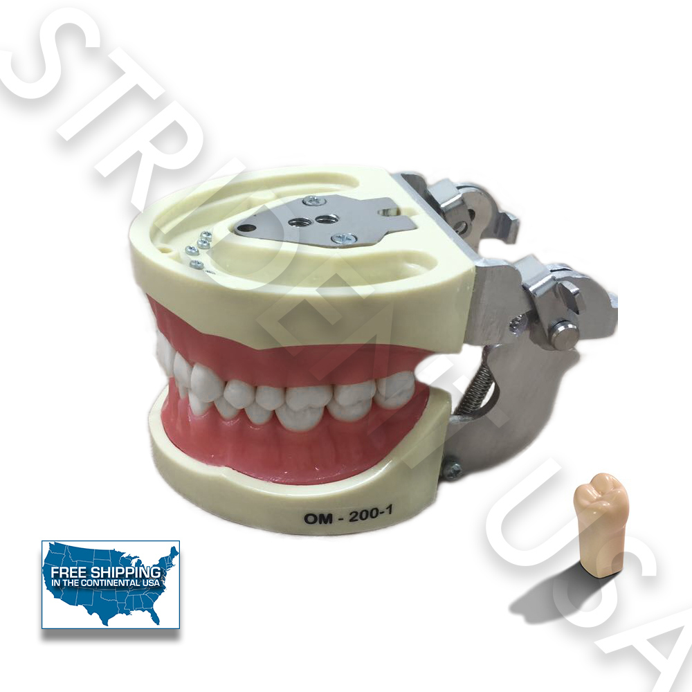DENTAL TYPODONT MODEL 200 KILGORE NISSIN TYPE + EXTRA SET OF TEETH (32)