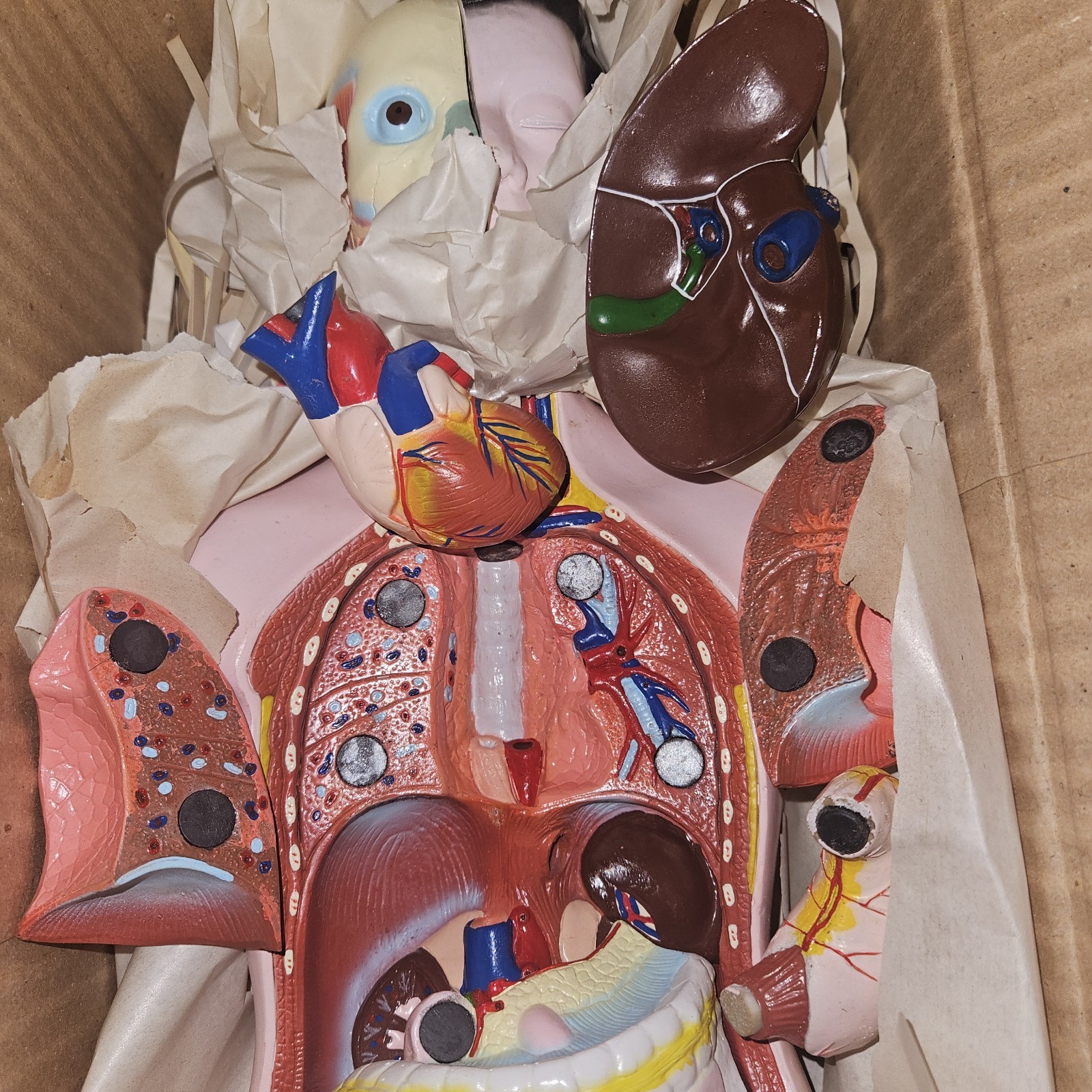 3-D Human MALE Anatomical Model Latge 42cm Doctor’s Office Teaching Anatomy Doll