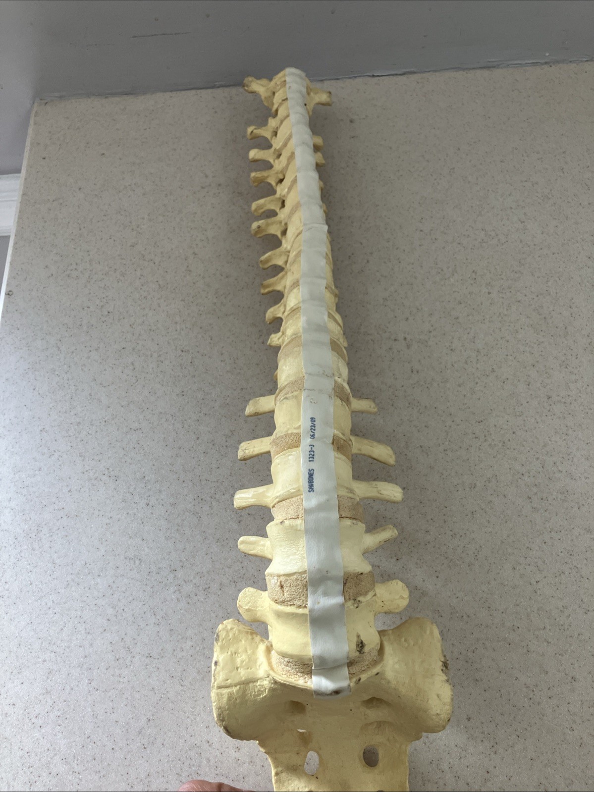Spinal cord model with pelvic bone – Approx. 24”