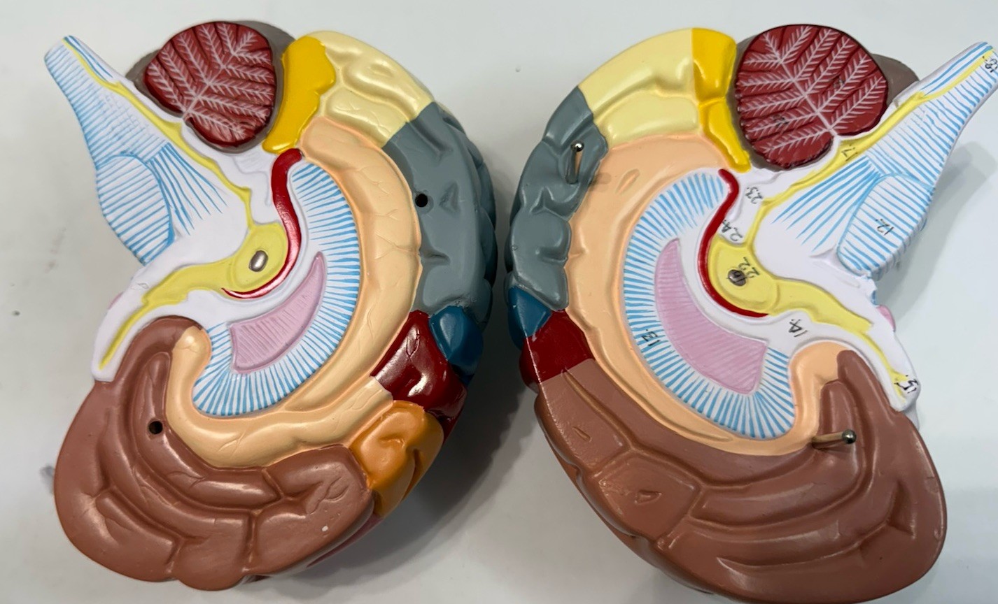 Human Brain Anatomical Model Life-Size, Color-Coded Partitioned Brain