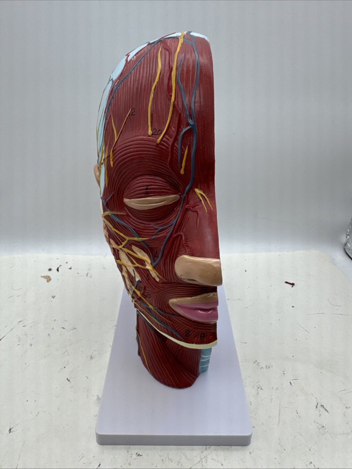 Anatomical Human Head Model with Muscles, Nerves, Brain for Education (D7)