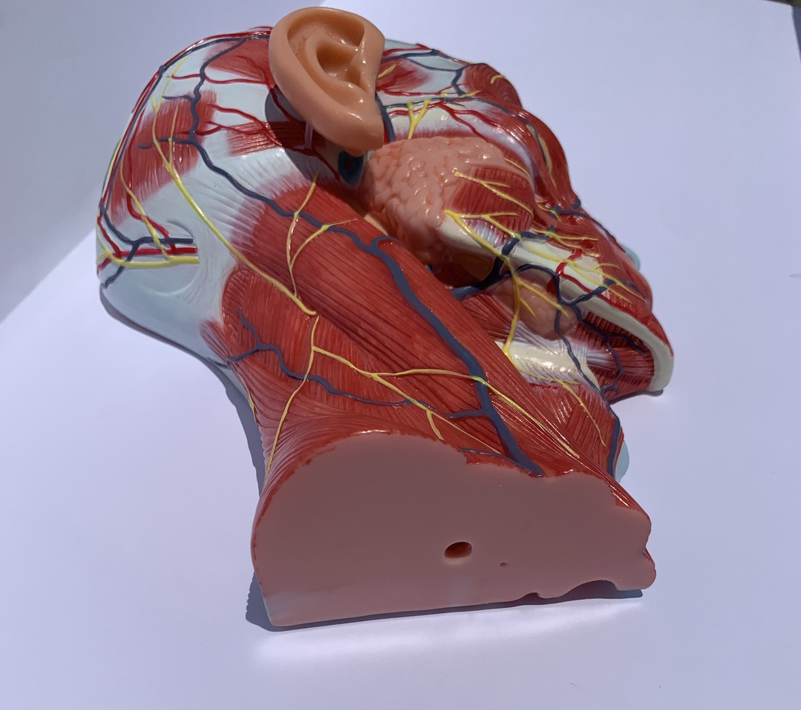Life Size Human Half Head Anatomy Model Neurovascular Teaching Aid