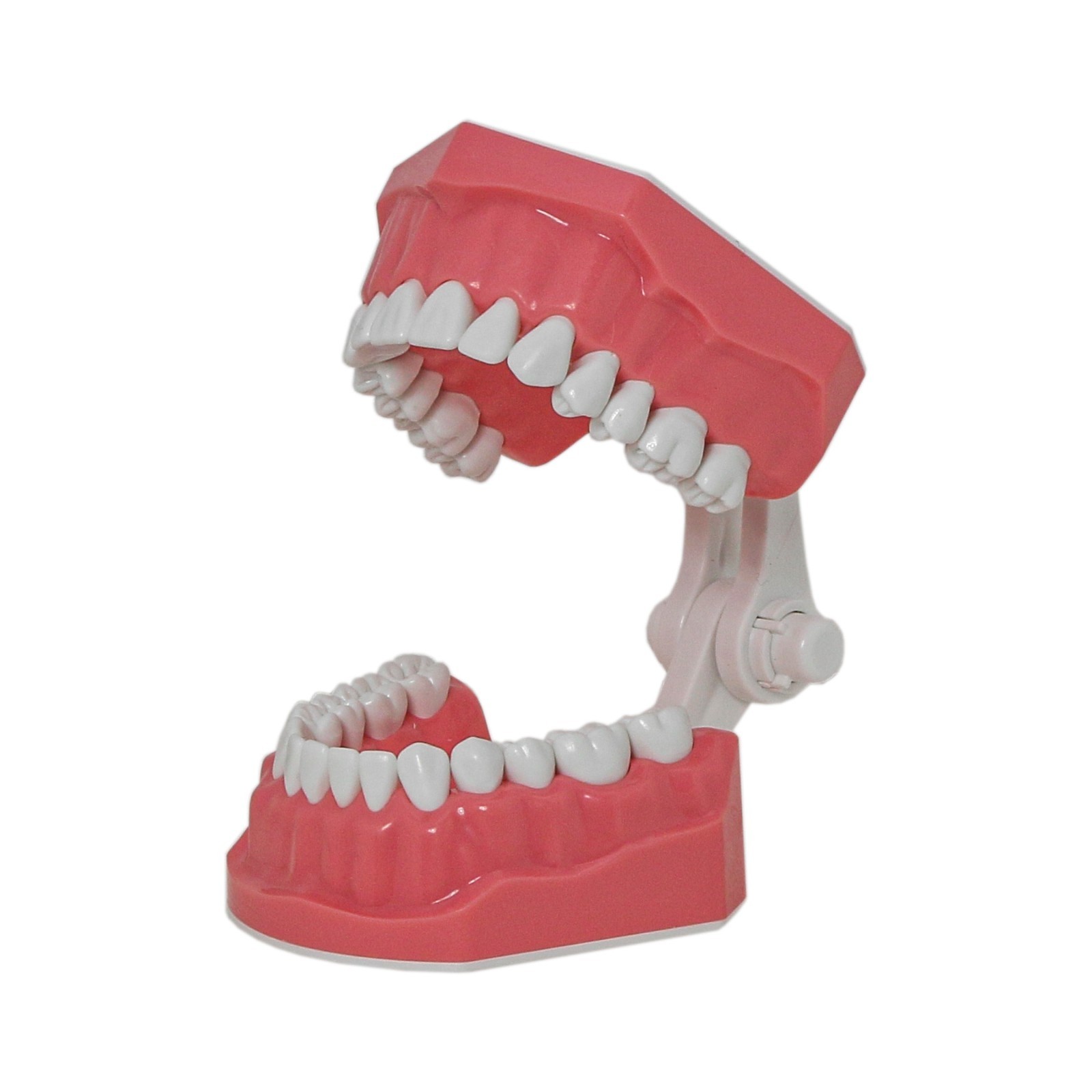 Dental Brushing Flossing Practice Teeth Typodont Model Teaching Studying M7010-1