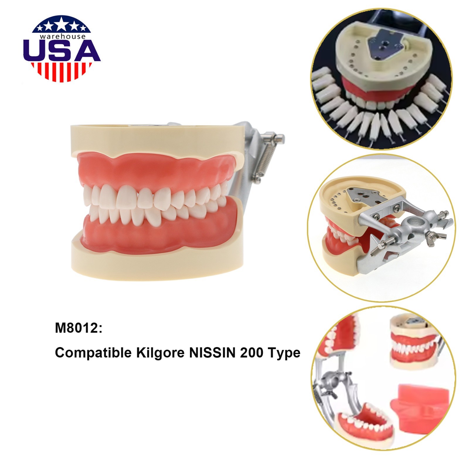 Dental 200 Type Typodont Model With Removable Teeth fit Kilgore NISSIN M8012