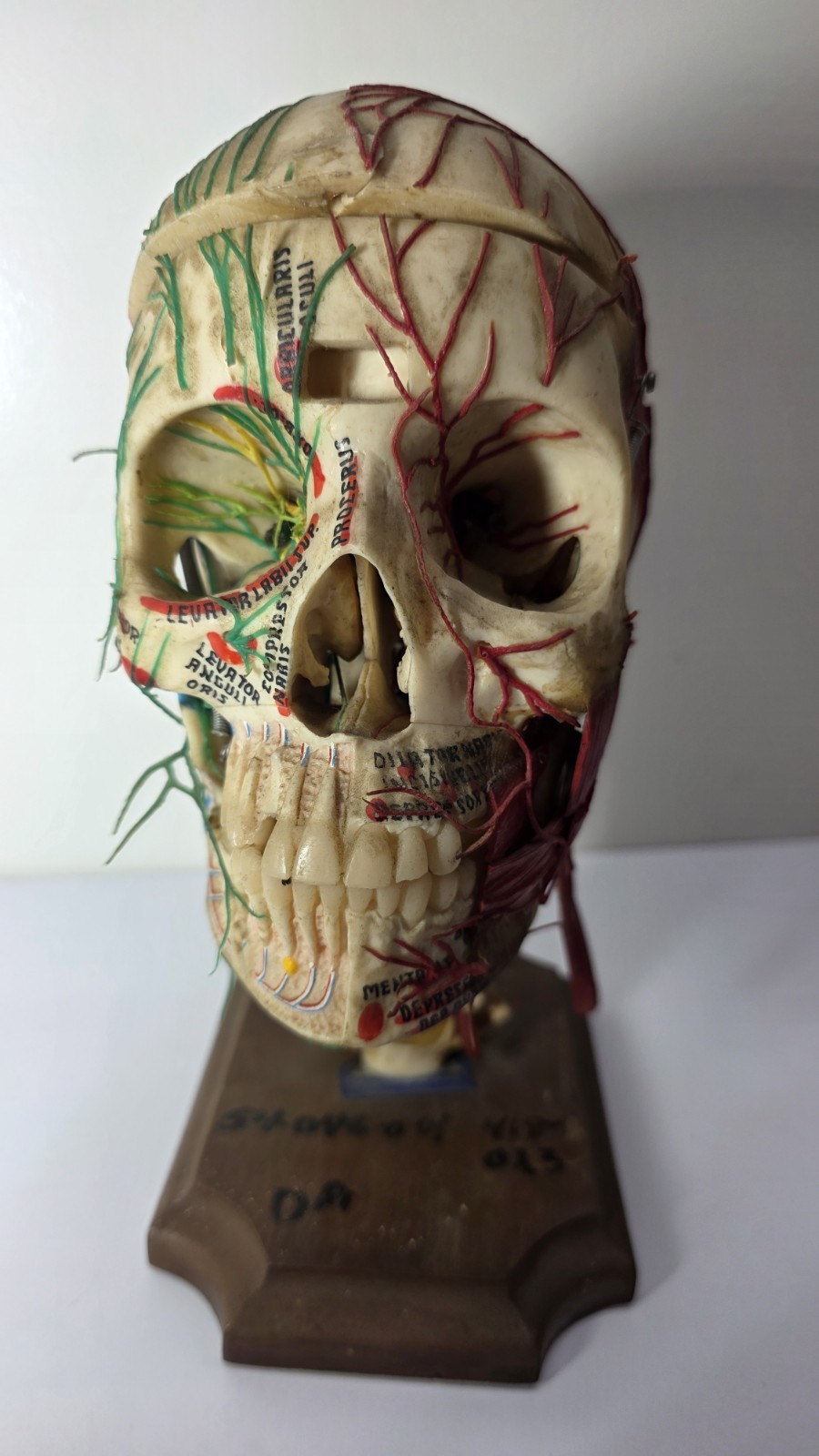Antique Medical Plastic Lab Anatomical Science Human Skull Model Spring Mandible