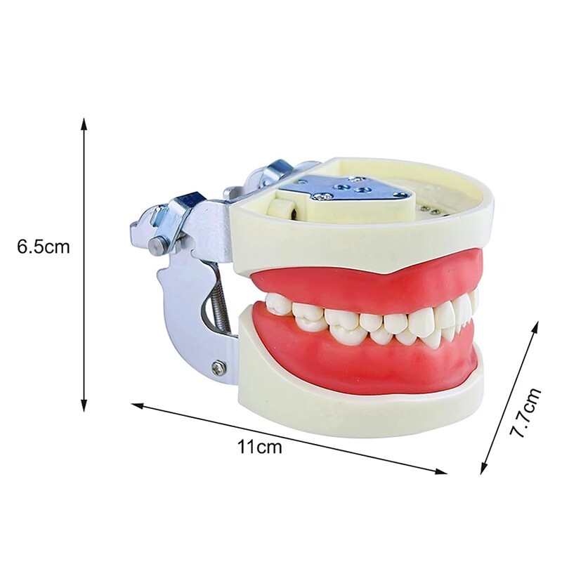 28/32 Dental Typodont Teeth Model Removable Teeth Soft Gingiva Teaching Model
