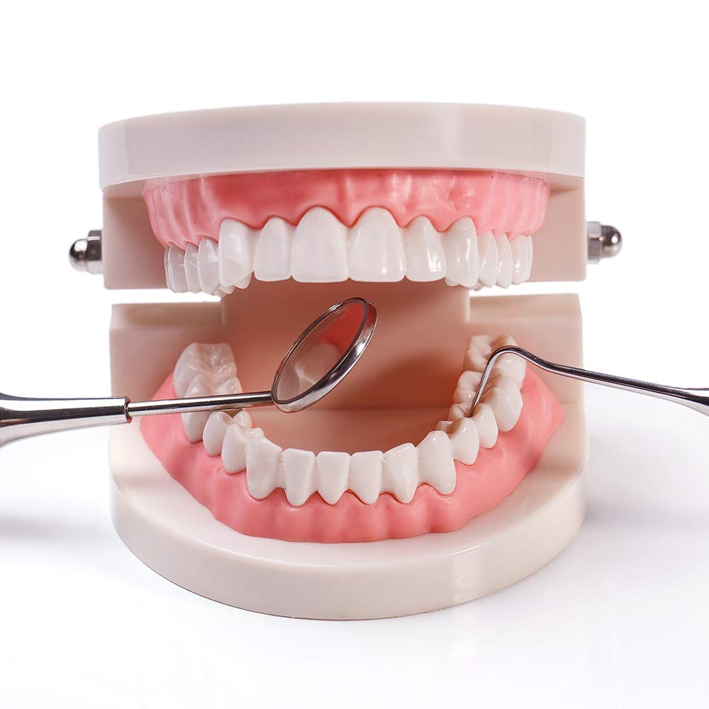 1 Pack Standard Teeth Model Adult Standard Typodont Demonstration Denture Mod…